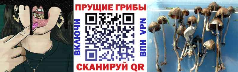 Купить где  Павловский Посад  Галлюциногенные грибы Cubensis 